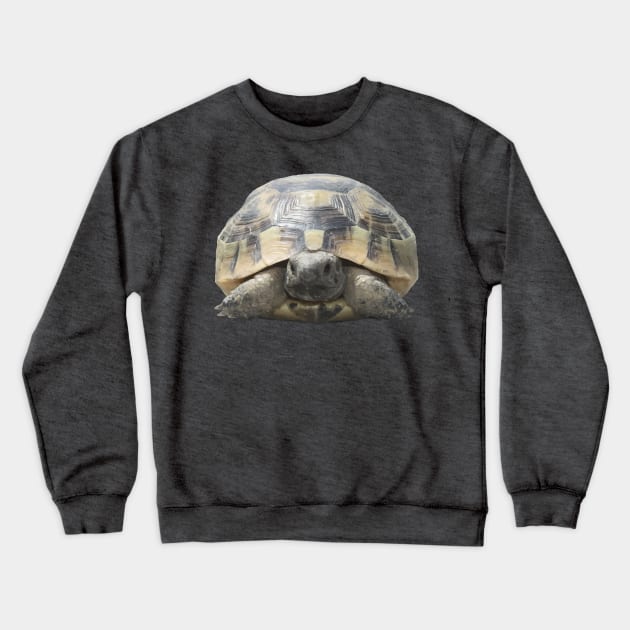 Greek Tortoise Testudo Tucked In Shell Cut Out Crewneck Sweatshirt by taiche